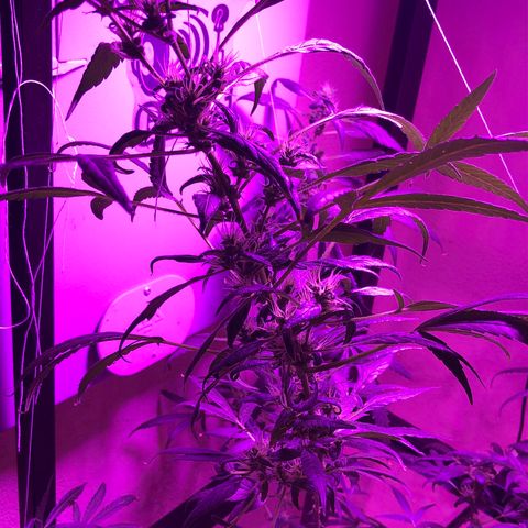 Planta mãe  growlog photo: Primeiro dia com chá de banana 