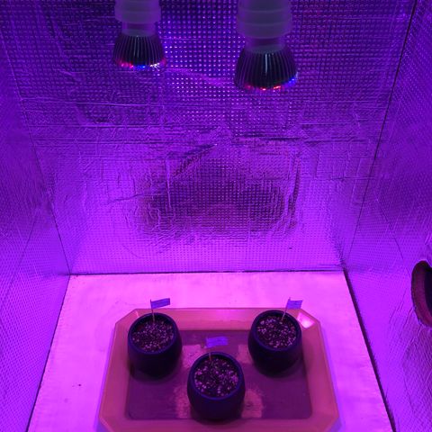 Planta mãe  growlog photo: Primeiro dia no grow