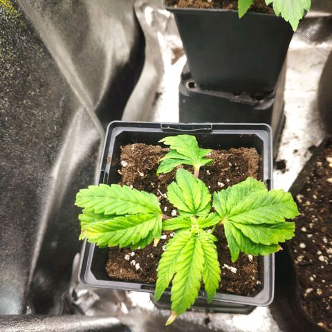 Royal Cookies esqueje growlog timeline photo