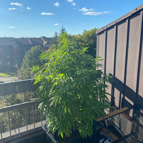 Vinnyz growlog photo: Je commence à voir des pistils mais je crois pas quelle est entrée en floraison encore