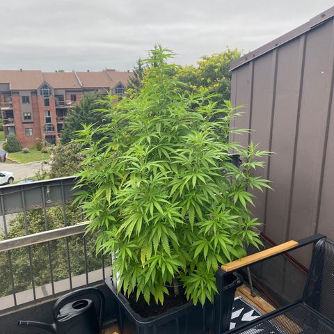 Vinnyz growlog photo: Proche de 6 pied