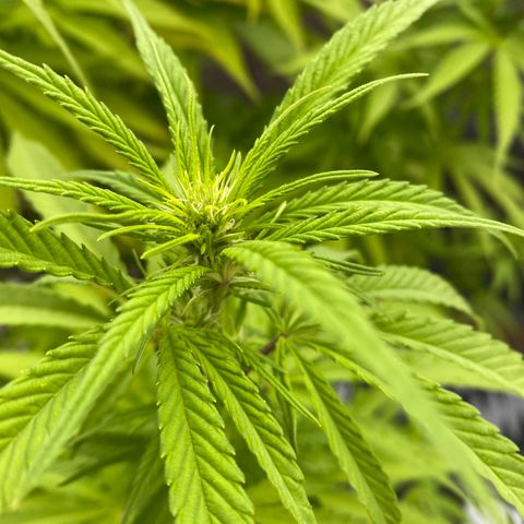Vinnyz growlog photo: Floraison day 3