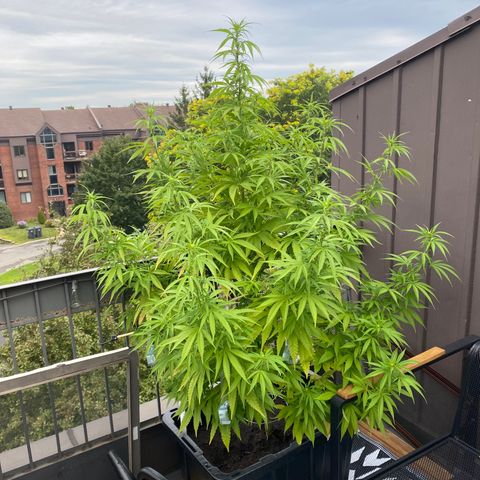 Vinnyz growlog timeline photo