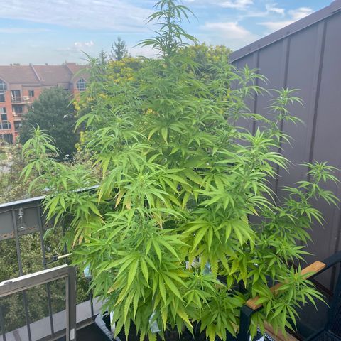 Vinnyz growlog timeline photo