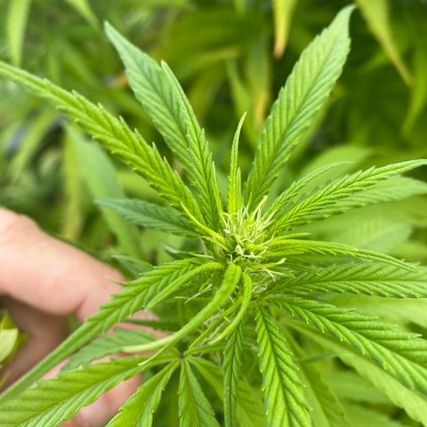 Vinnyz growlog timeline photo