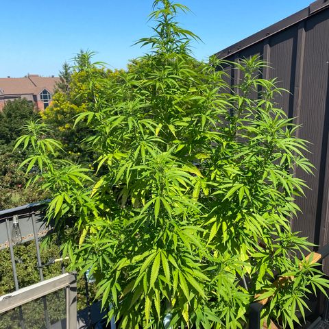 Vinnyz growlog timeline photo