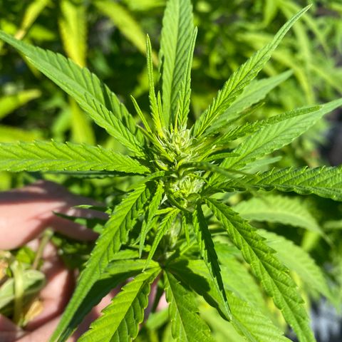Vinnyz growlog timeline photo