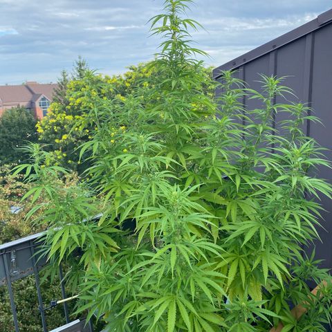 Vinnyz growlog timeline photo