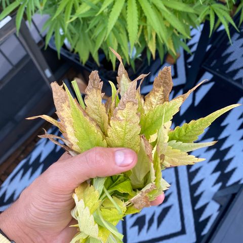 Vinnyz growlog timeline photo