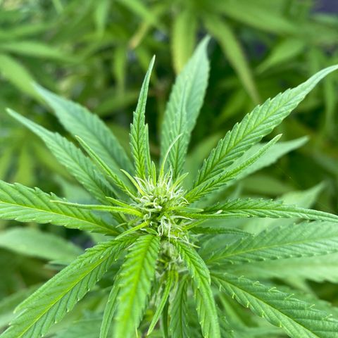 Vinnyz growlog timeline photo