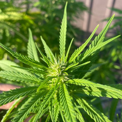 Vinnyz growlog photo: Buds qui commencent a se multiplier