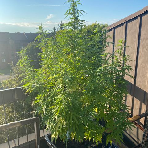 Vinnyz growlog photo: Buds qui commencent a se multiplier
