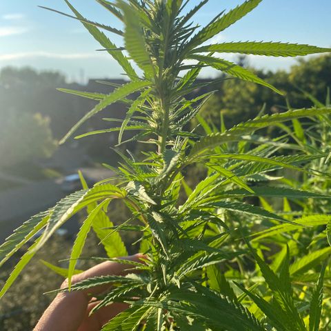Vinnyz growlog photo: Buds qui commencent a se multiplier