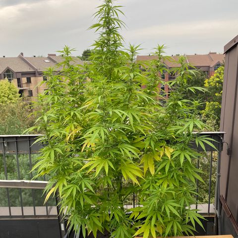 Vinnyz growlog timeline photo