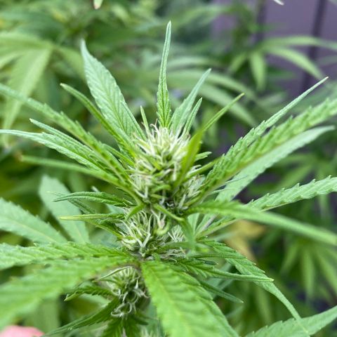 Vinnyz growlog timeline photo