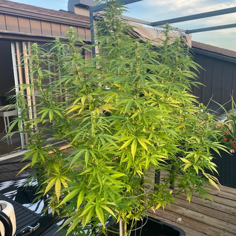 Vinnyz growlog timeline photo