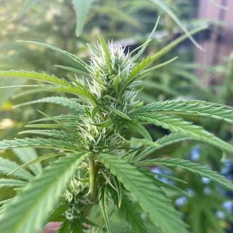 Vinnyz growlog timeline photo