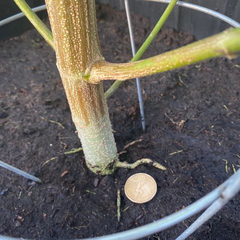 Vinnyz growlog timeline photo