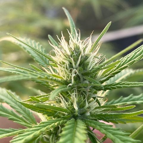 Vinnyz growlog timeline photo