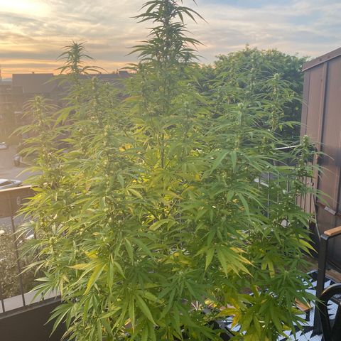 Vinnyz growlog timeline photo