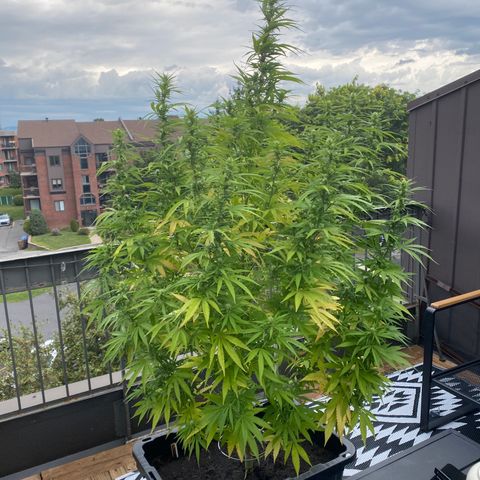 Vinnyz growlog timeline photo