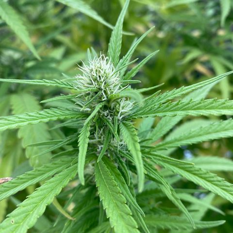 Vinnyz growlog timeline photo