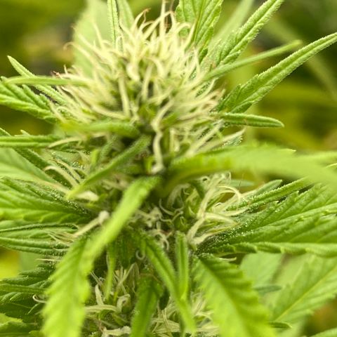 Vinnyz growlog timeline photo