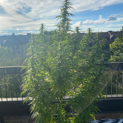 Vinnyz growlog timeline photo