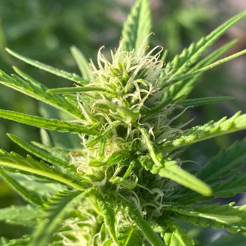 Vinnyz growlog timeline photo