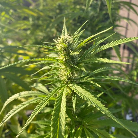 Vinnyz growlog timeline photo