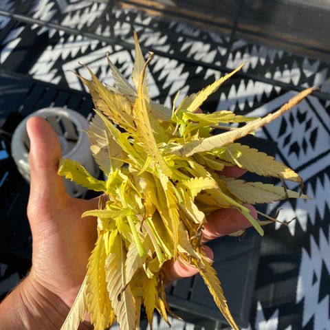 Vinnyz growlog timeline photo