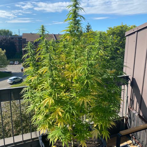 Vinnyz growlog timeline photo