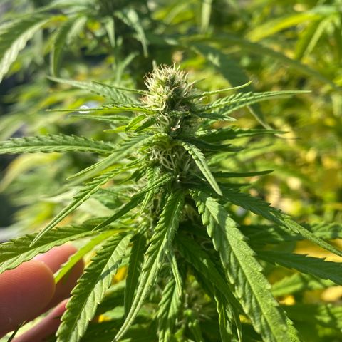 Vinnyz growlog timeline photo