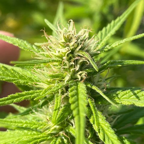 Vinnyz growlog timeline photo