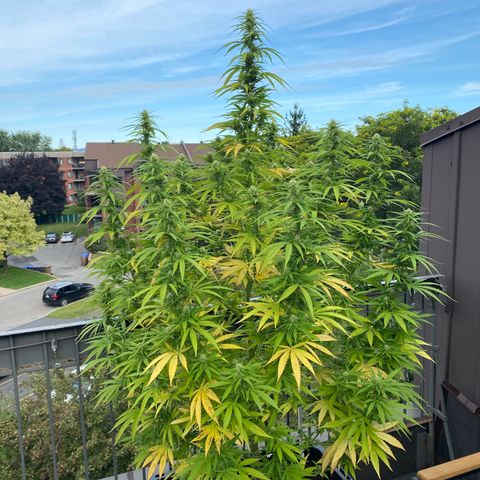 Vinnyz growlog timeline photo