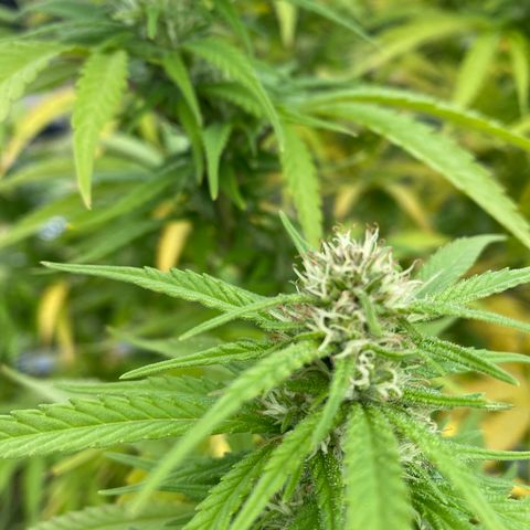 Vinnyz growlog timeline photo
