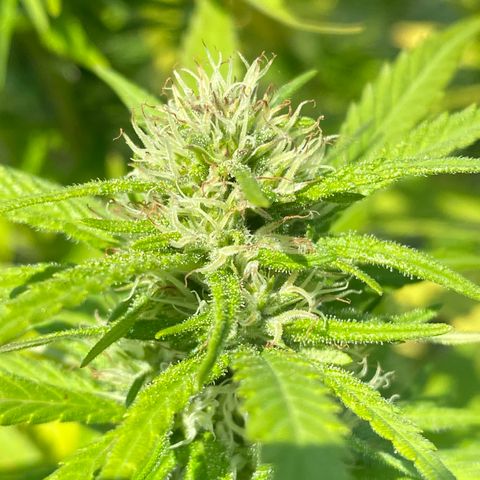 Vinnyz growlog timeline photo