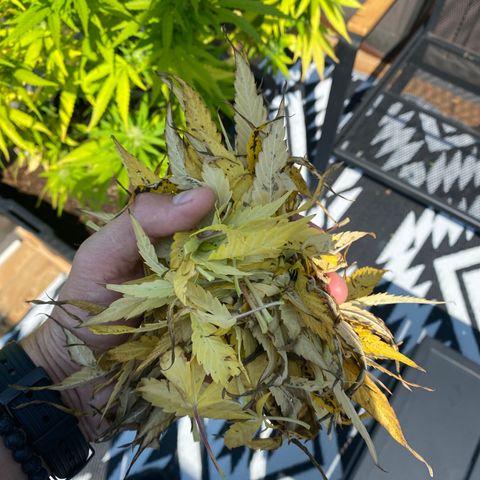 Vinnyz growlog timeline photo