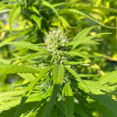 Vinnyz growlog timeline photo