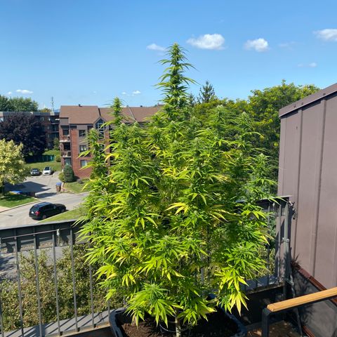 Vinnyz growlog timeline photo