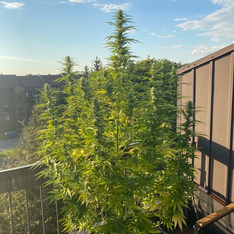 Vinnyz growlog photo: Poils blanc encore
Il reste encore de la maturité a prendre 