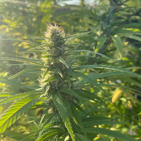 Vinnyz growlog photo: Poils blanc encore
Il reste encore de la maturité a prendre 
