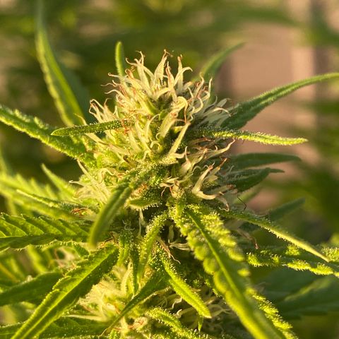 Vinnyz growlog photo: Poils blanc encore
Il reste encore de la maturité a prendre 