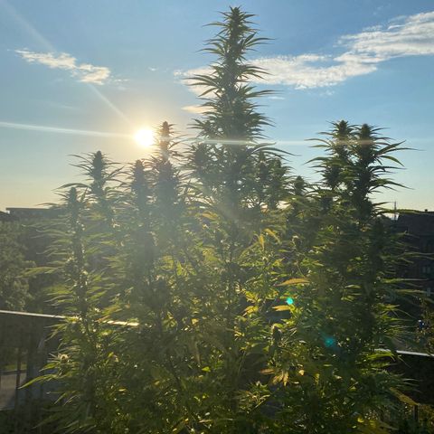 Vinnyz growlog photo: Poils blanc encore
Il reste encore de la maturité a prendre 