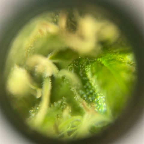 Vinnyz growlog photo: Smelly