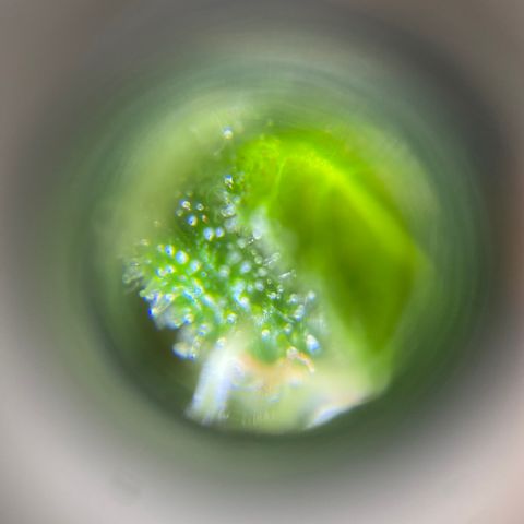 Vinnyz growlog photo: Smelly