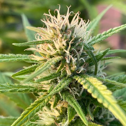 Vinnyz growlog photo: Smelly