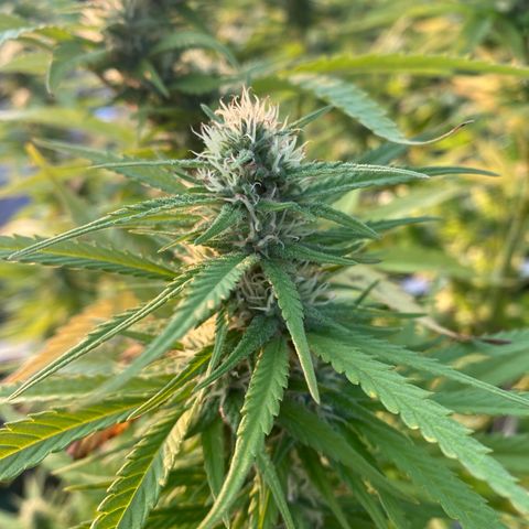 Vinnyz growlog photo: Smelly