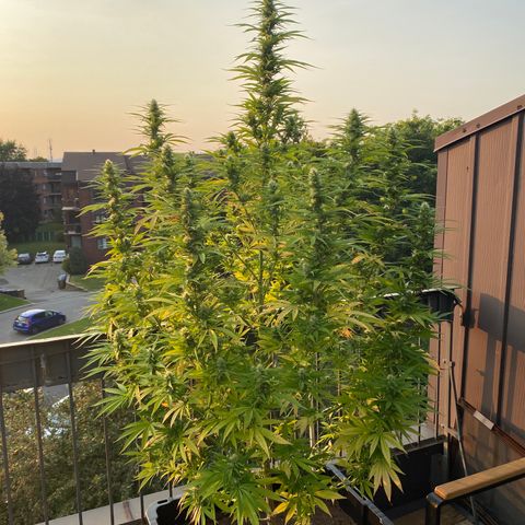 Vinnyz growlog photo: Smelly