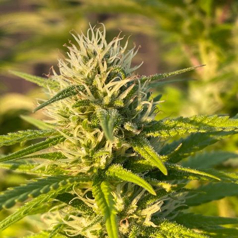 Vinnyz growlog photo: 1 jour apres super bloom
PH semble etre autour de 7,3
